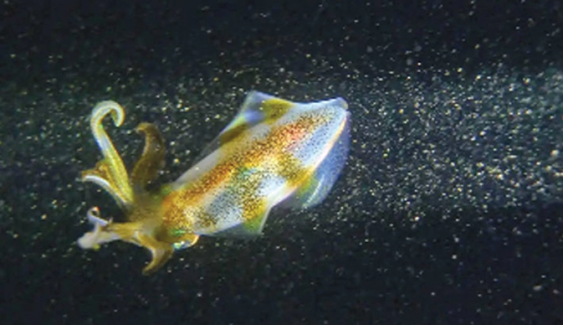 Oamenii de știință au găsit cel mai adânc calmar din lume la o adâncime de 6 km sub apă