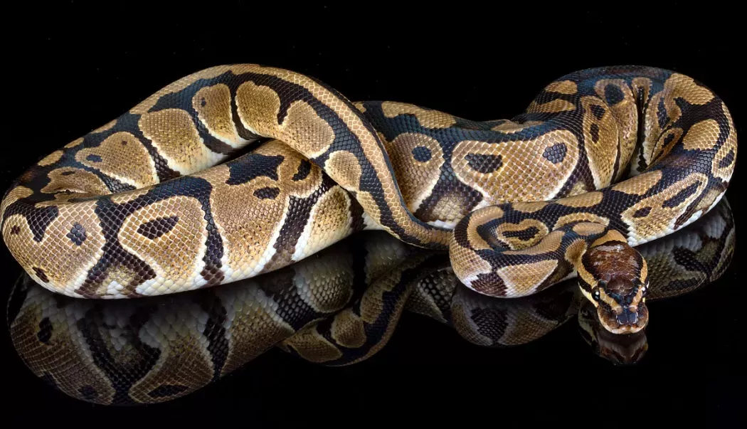 Fapte interesante despre șerpii Pitoni