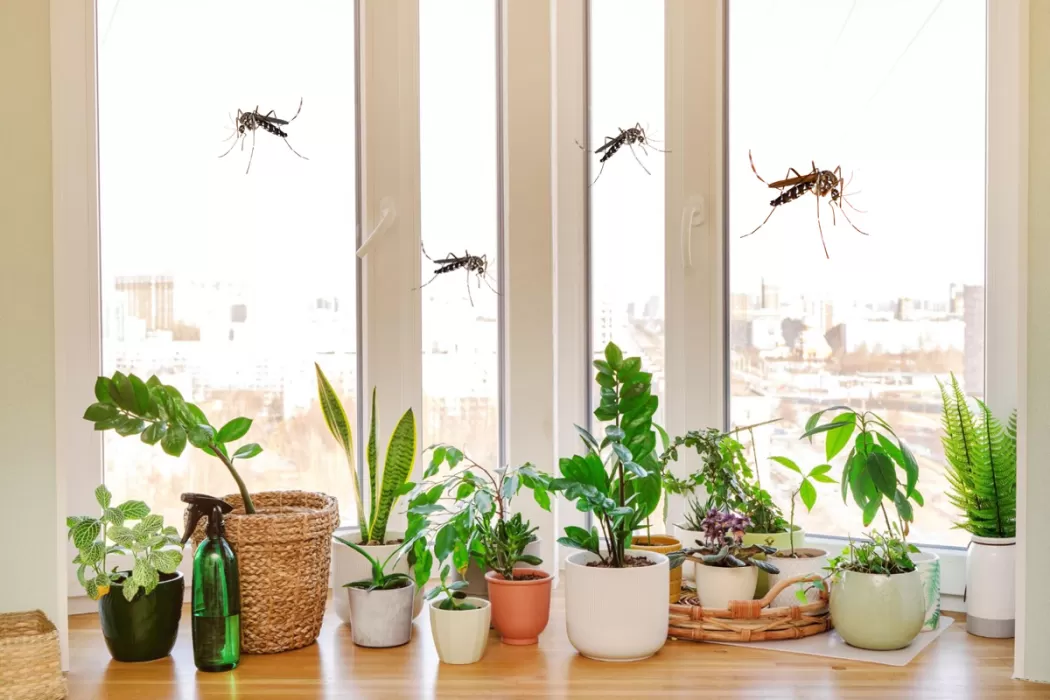 Planta care te scapă de țânțari și muște. Trebuie să o așezi la geamuri